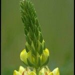 Lupinus luteolus Flor