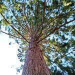 Sequoiadendron giganteum Habitus