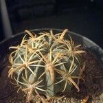 Echinocactus texensis Yaprak