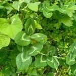 Trifolium repens Φύλλο