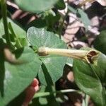 Aristolochia fontanesii Fula