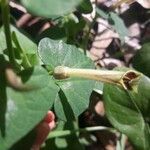 Aristolochia fontanesii Цветок