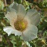 Mentzelia involucrata Flower