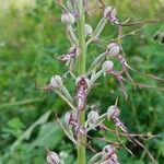 Himantoglossum adriaticum Blüte