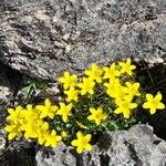 Linum campanulatumFlor