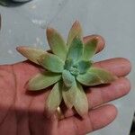 Dudleya greenei 叶