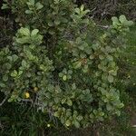Sideroxylon borbonicum Yaprak