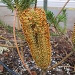 Banksia ericifolia Kvet