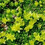 Cherleria sedoides Flower