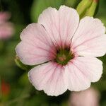 Vaccaria hispanica 花
