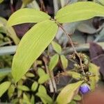 Dichorisandra penduliflora Hoja