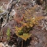 Hemionitis quadripinnata Συνήθη χαρακτηριστικά