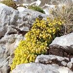 Draba aizoides Агульны выгляд