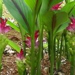 Curcuma zedoaria Folha