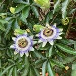 Passiflora caeruleaFlower