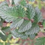 Rubus thibetanus Hoja
