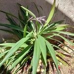 Cordyline stricta Leht