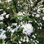 Spiraea cantoniensis Blüte