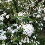 Spiraea cantoniensis Fleur