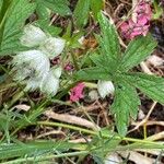 Astrantia major Blatt