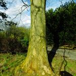 Platanus × hispanica Bark