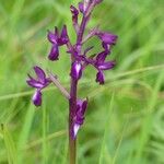 Anacamptis laxiflora Kvet