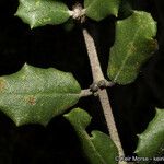 Ceanothus crassifolius Кара