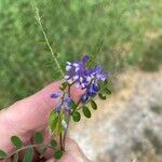 Vicia ludoviciana Flower