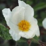 Cistus populifolius 花