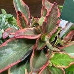 Peperomia tricolor برگ