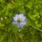 Nigella damascenaFloare