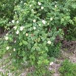 Rosa caninaBlodyn