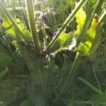 Salvia pratensis Leaf