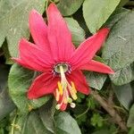 Passiflora manicata Flower