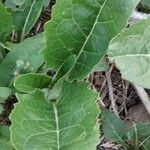 Silphium perfoliatumBlad