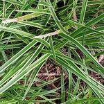 Carex morrowii 葉