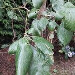 Prunus domestica Feuille