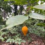 Solanum mammosum Ffrwyth