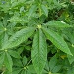 Cleome spinosa Leaf