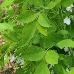 Indigofera decora Blatt