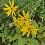 Helianthus strumosus Floare