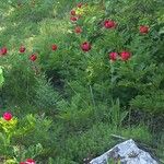 Paeonia peregrina Virág