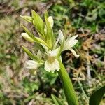 Dactylorhiza insularis Flower