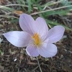 Crocus versicolor Cvet