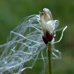 Trichophorum alpinum Flor