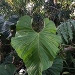 Philodendron longistilum Hoja