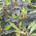 Pittosporum undulatum Lehti