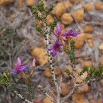 Calytrix leschenaultii Pokrój