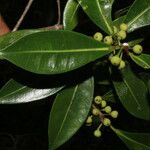 Ficus americana Fruit