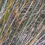 Juncus acutus Schors